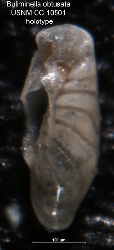 Buliminella obtusata Cushman, 1929