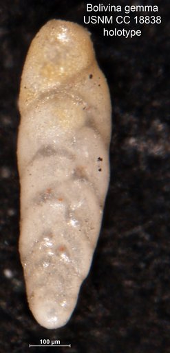 Bolivina gemma Cushman, 1927