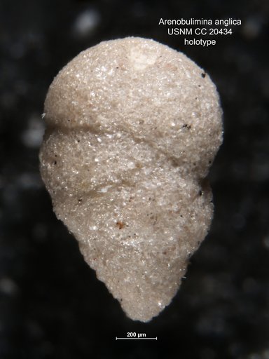 Arenobulimina anglica Cushman, 1936