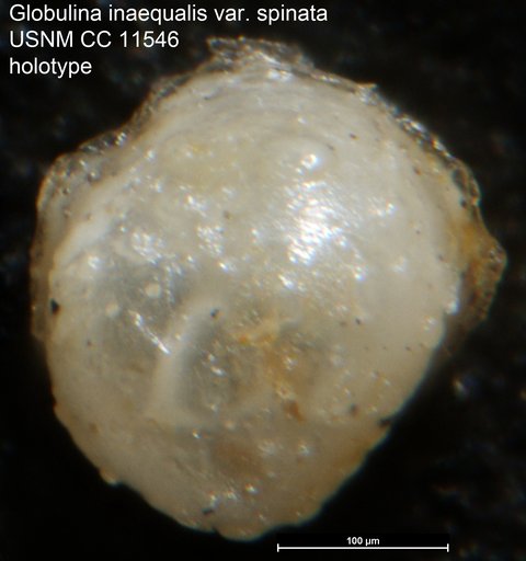 Globulina inaequalis var. spinata Cushman & Ozawa, 1930