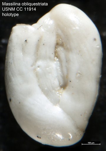 Massilina obliquestriata Cushman & Valentine, 1930