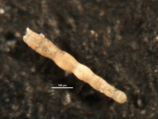Nodosaria parexilis Cushman & Stewart, 1930