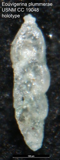 Eouvigerina plummerae Cushman, 1933