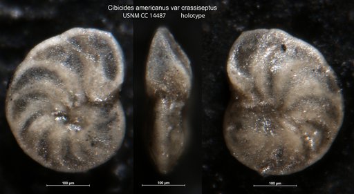 Cibicides americanus var. crassisepta Cushman & Laiming, 1931