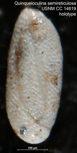 Quinqueloculina semireticulosa Cushman, 1932