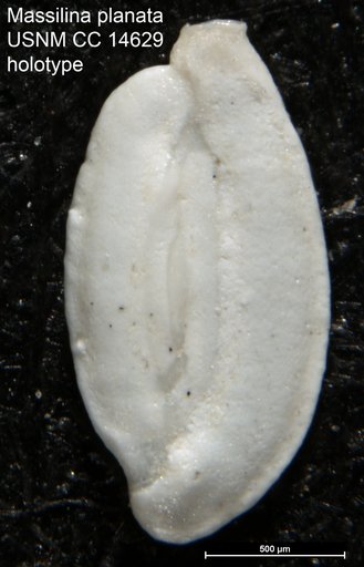 Massilina planata Cushman, 1932