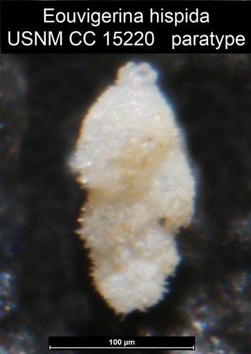 Eouvigerina hispida Cushman, 1931