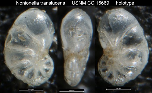 Nonionella translucens Cushman, 1933
