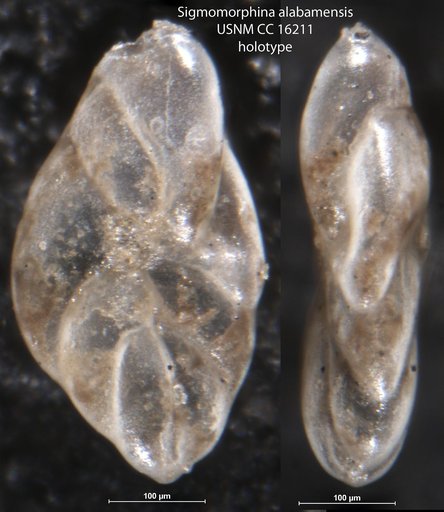 Sigmomorphina alabamensis Cushman & Ponton, 1932