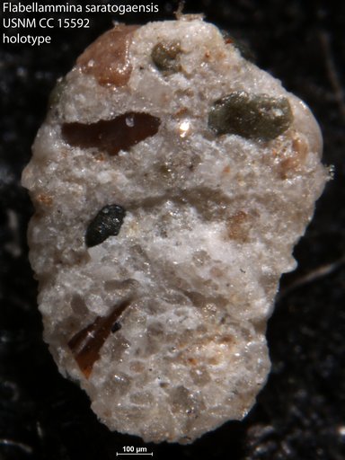 Flabellammina saratogaensis Cushman, 1931