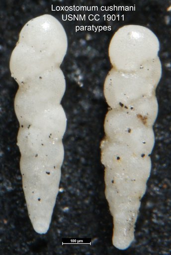 Loxostomum cushmani Wickenden, 1932