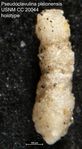 Pseudoclavulina pleionensis Cushman, 1936