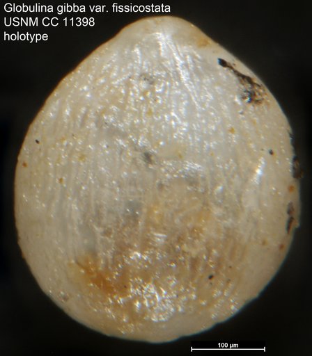 Globulina gibba var. fissicostata Cushman & Ozawa, 1930
