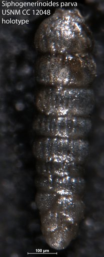 Siphogenerinoides parva Cushman, 1929