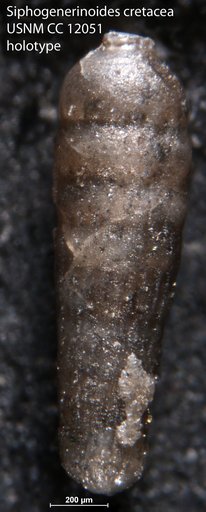 Siphogenerinoides cretacea Cushman, 1929