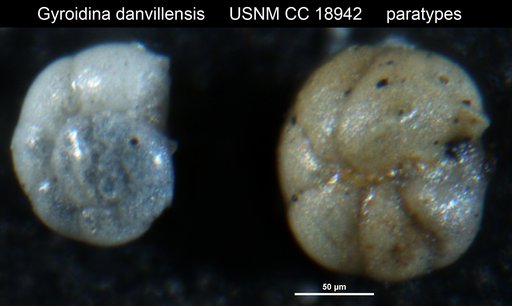 Gyroidina danvillensis Howe & Wallace, 1932