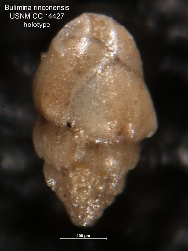 Bulimina rinconensis Cushman & Laiming, 1931