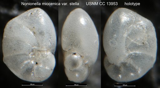 Nonionella miocenica var. stella Cushman & Moyer, 1930