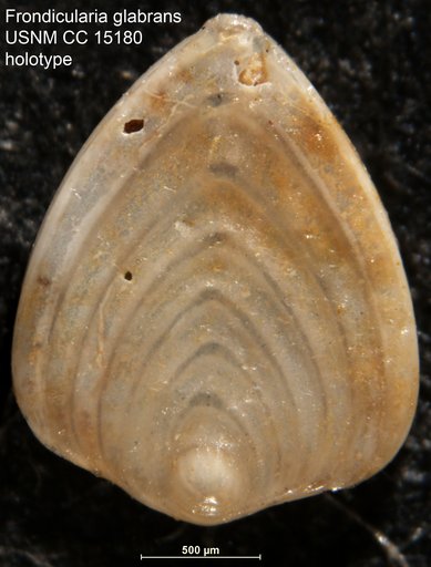 Frondicularia glabrans Cushman, 1931