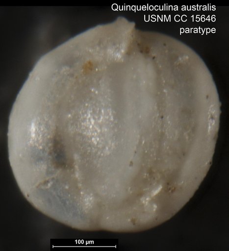 Quinqueloculina australis Parr, 1932