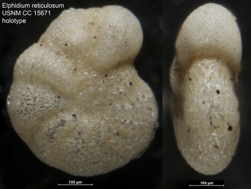 Elphidium reticulosum Cushman, 1933