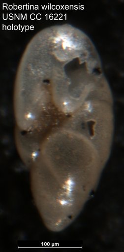 Robertina wilcoxensis Cushman & Ponton, 1932