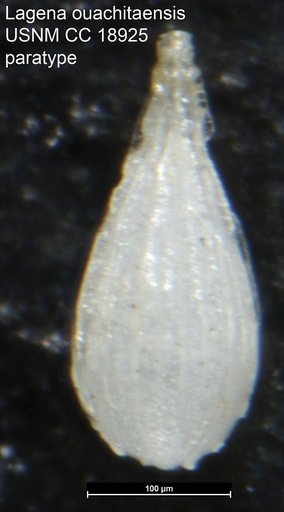 Lagena ouachitaensis Howe & Wallace, 1932