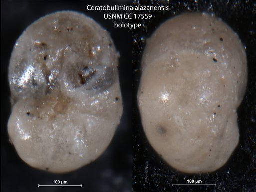 Ceratobulimina alazanensis Cushman & Harris, 1927