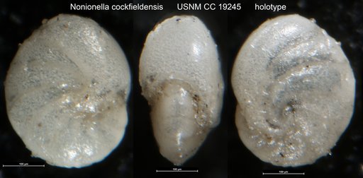 Nonionella cockfieldensis Cushman & Ellisor, 1933