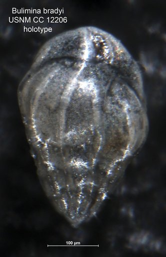 Bulimina bradyi Weinzierl & Applin, 1929