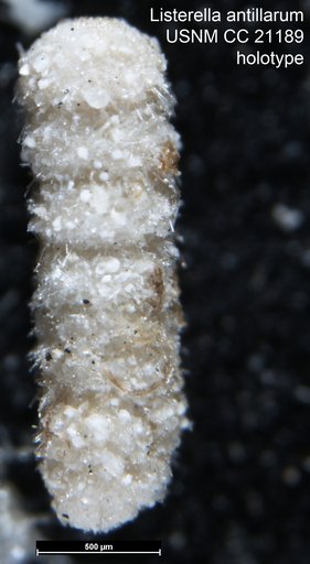 Listerella antillarum Cushman, 1936