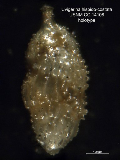 Uvigerina hispido-costata Cushman & Todd, 1945