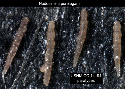 Nodosinella perelegans Plummer, 1930