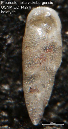 Pleurostomella vicksburgensis Howe, 1930