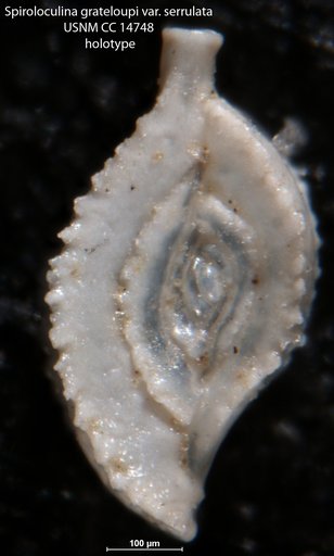 Spiroloculina grateloupi var. serrulata Cushman, 1932