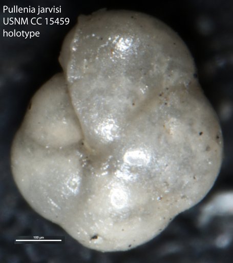 Pullenia jarvisi Cushman, 1936