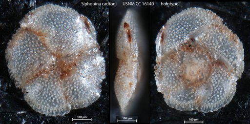 Siphonina carltoni Cushman & Ellisor, 1932
