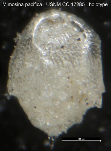 Mimosina pacifica Cushman, 1933