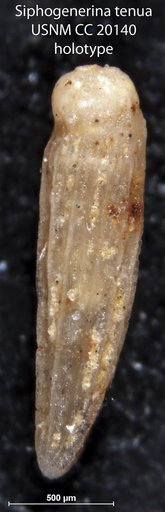 Siphogenerina tenua Cushman & Kleinpell, 1934