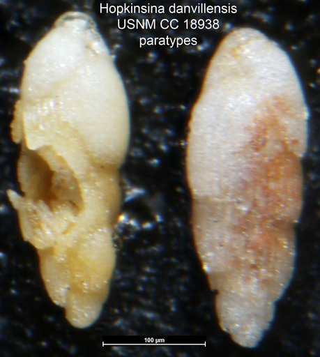 Hopkinsina danvillensis Howe & Wallace, 1932