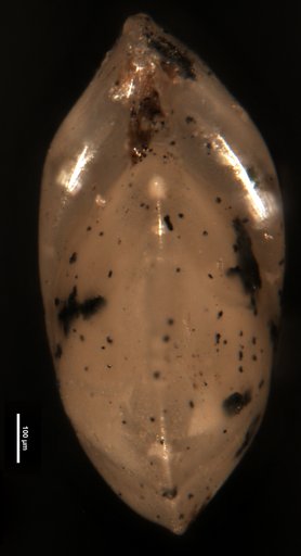 Robulus branneri Cushman & Kleinpell, 1934