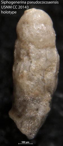Siphogenerina pseudocoaensis Cushman & Kleinpell, 1934