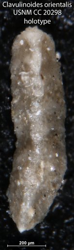 Clavulinoides orientalis Cushman, 1936