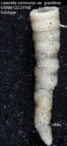Listerella communis var. gracillima Cushman, 1936