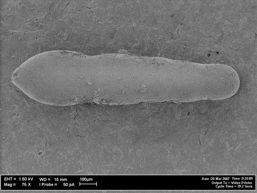 Nodosarella pacifica Cushman, 1931