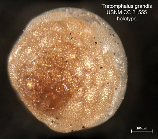 Tretomphalus grandis Cushman, 1934