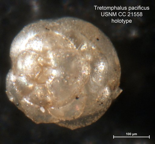 Tretomphalus pacificus Cushman, 1934