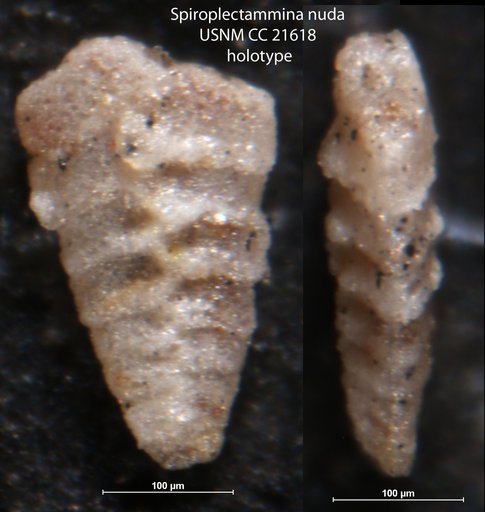 Spiroplectammina nuda Lalicker, 1935