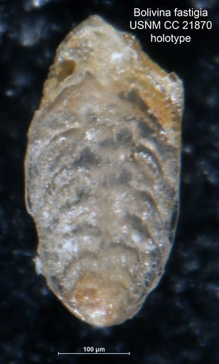 Bolivina fastigia Cushman, 1936