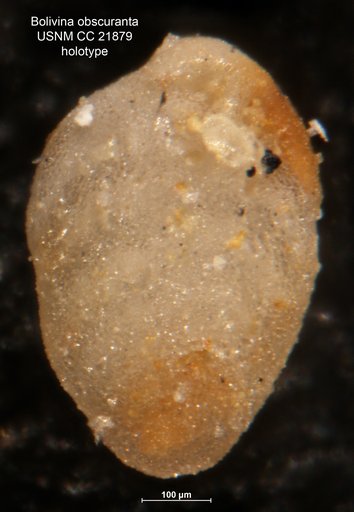Bolivina obscuranta Cushman, 1936